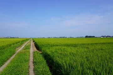 夏の田んぼ道/The Road of paddy field in summer