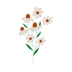 Hand drawn camomile flowers. Flat illustration in modern design.