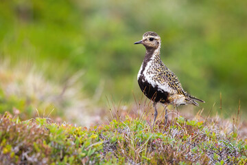 European golden plover looking on heathland in Iceland