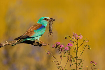 European roller holding killed lizard in a beak and perching on a branch