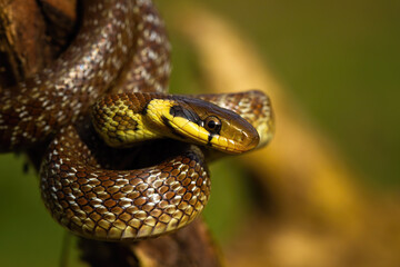 Aesculapian snake climbing on tree in summer sunlight