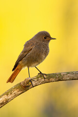 Fluffy black redstart sitting on in morning sunlight