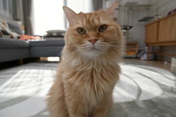 見つめる猫（マンチカン）