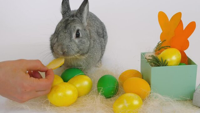 Happy Easter. Girl is hand gives apple to a rabbit. Grey rabbit hare sits and eats next to Easter painted eggs