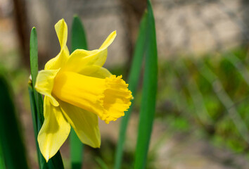 One yellow daffodil flower in a flower bed.
Selective focus. Copy space.