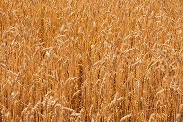 golden spikelets of wheat in the field close up. Ripe large golden ears of wheat against the yellow background of the field. Close-up, nature. The idea of a rich summer harvest, farming