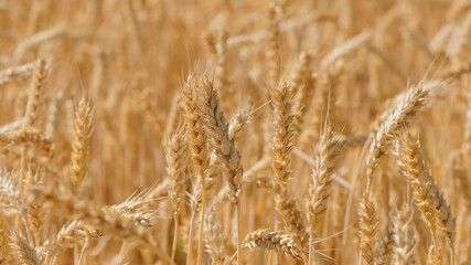 Ripe large golden ears of wheat against the yellow background of the field. Close-up, nature. The idea of a rich summer harvest, farming, agricultural industry for food. Spot focus on spikelet