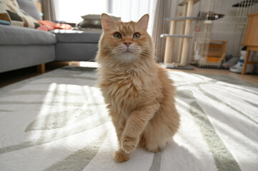 お手をする猫（マンチカン）