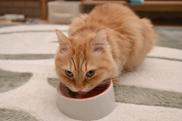 ご飯を食べる猫（マンチカン）