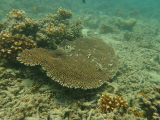 Coral transplant at coral nursery area in Marine park