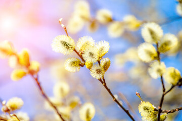 Blossoming willow in the early spring on a background of blue sky
