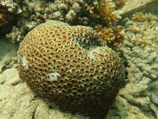 Coral transplant at coral nursery area in Marine park