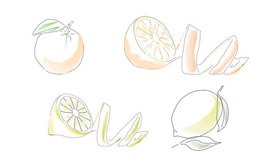 Drawing of a whole orange, half an orange with a peel and a lemon in the manner of watercolors.
