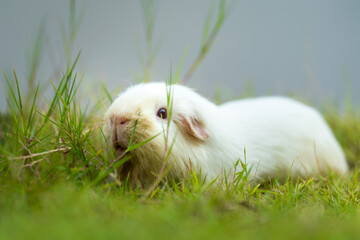 A cutie ragged white cavy guinea pig is freedom running in greenery grass yard. Animal portrait photo.