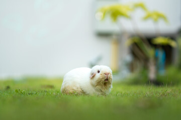 A cutie ragged white cavy guinea pig is freedom running in greenery grass yard. Animal portrait photo.