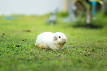 A cutie ragged white cavy guinea pig is freedom running in greenery grass yard. Animal portrait photo.