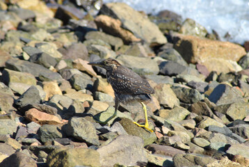 Curious bird on the color stones