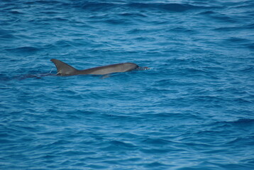 Dolphin swimming in the blue ocean