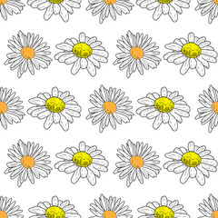 Vector white background daisy flowers and wild flowers. Seamless pattern background