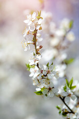 Cherry blossom branch in the garden in spring
