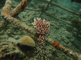 Coral transplant at coral nursery area in Marine park