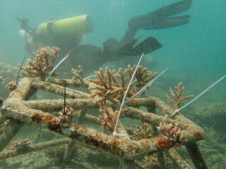Coral transplant at coral nursery area in Marine park