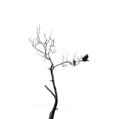 silhouette of a tree