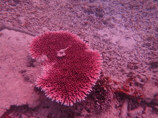 Coral transplant at coral nursery area in Marine park