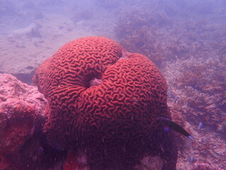 Coral transplant at coral nursery area in Marine park