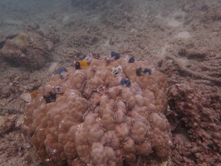 Coral transplant at coral nursery area in Marine park