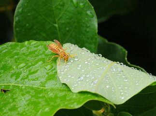 Polistes Olivaceus drinking from raindrops on leaf