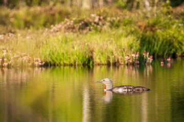 Red throated loon in a lake at a bog