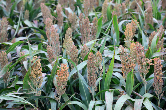 Field of Sorghum ready to harvest in Southern Downs, Queensland, Australia