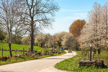 Cars driving on a road in beautiful landscape with flowering cherry trees