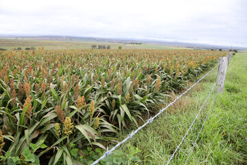 Field of Sorghum ready to harvest in Southern Downs, Queensland, Australia