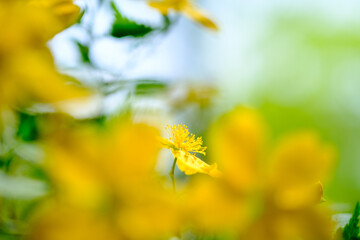 四月に咲く花、ヤマブキの花が咲き楽しめる。花言葉は「気品」「崇高」「金運｝