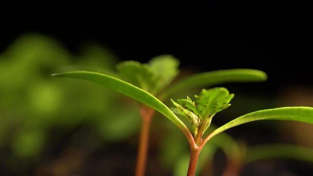 Marigold seedling with long cotyledons, red spotted true leaves, and red stem, growing indoors among other plants. Macro, slow dolly right.