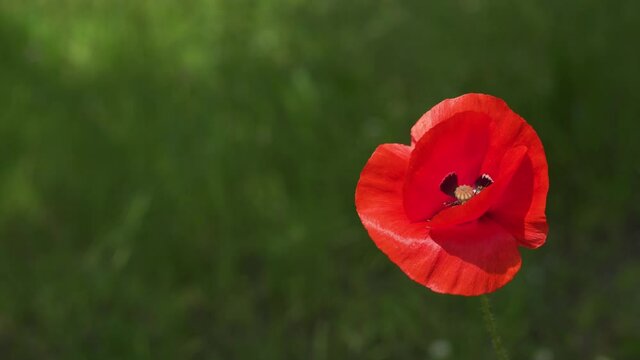 Close up of a beautiful sunlit bright red poppy flower in the wind in an overgrown garden in the Yvelines, France