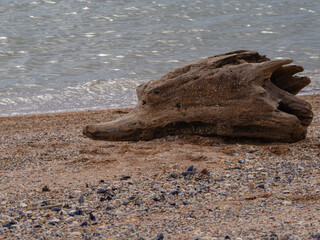 A wooden hedgehog on a seashell beach.