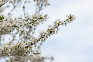 blossom in spring