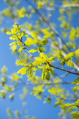 Green branches and leaves of a blooming oak tree against the blue sky.Selective focus.
