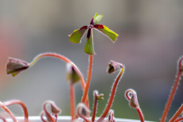 oxalis deppei tetraphylla group of green leaves in dayligt, lucky clover ornamental beautiful flower