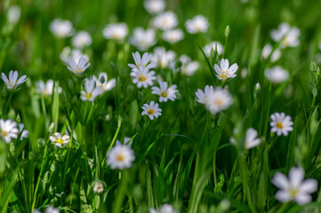 Rabalera Stellaria holostea greater stitchwort perennial flowers in bloom, group of white flowering plants on green background