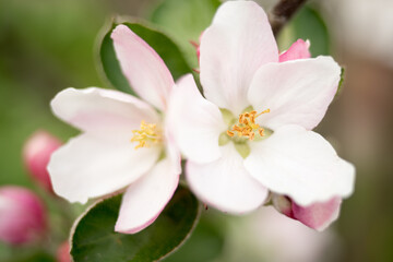 Naklejka na ściany i meble Apple tree white flowers and leaves on spring time