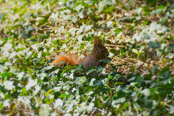 Red Squirrel sitting with a nut underneath a tree in Zurich, Switzerland