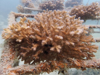 Coral transplant at coral nursery area in Marine park