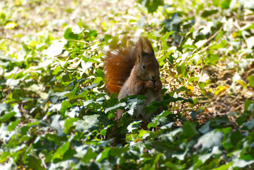 Fototapeta premium Red Squirrel sitting with a nut underneath a tree in Zurich, Switzerland