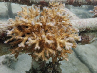 Coral transplant at coral nursery area in Marine park