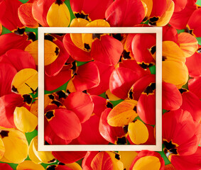 fresh red and yellow tulips petal with white cube frame. minimal flat lay spring background. abstract art. creative decoration
