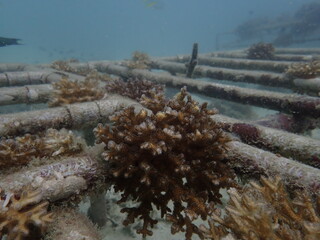 Coral transplant at coral nursery area in Marine park